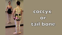 coccyx or tail bone
