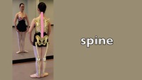 spine